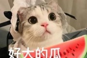娱乐圈猫猫吃瓜小说